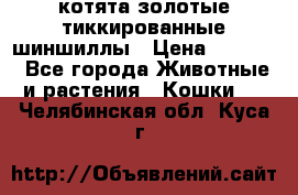 котята золотые тиккированные шиншиллы › Цена ­ 8 000 - Все города Животные и растения » Кошки   . Челябинская обл.,Куса г.